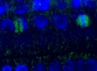 Tubulin beta chain in the group Antibodies Plant/Algal / Plant Developmental Biology / Cytoskeleton at Agrisera AB (Antibodies for research) (AS10 681)